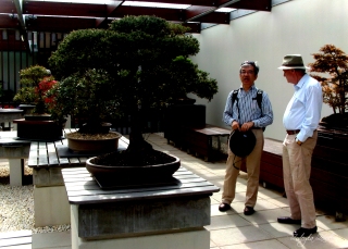 Two people contemplate the National Arboretum Canberra -National Bonsai and Penjing Collection