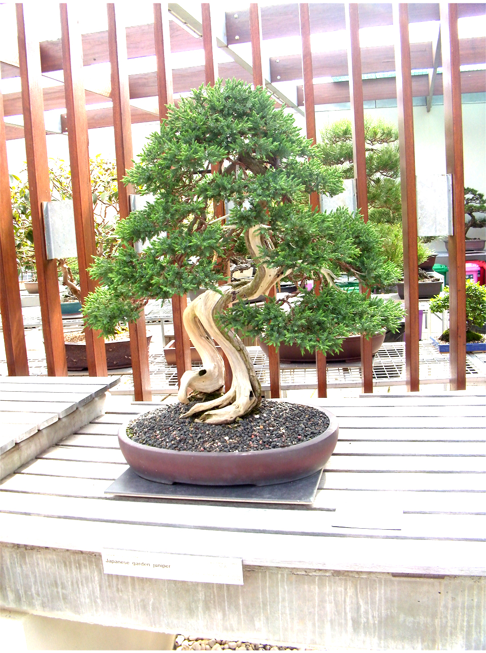 Japanese Garden Juniper Bonsai Tree The Other Sociologist