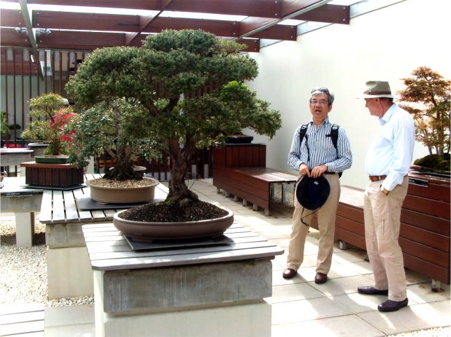 National Bonsai and Penjing Collection (26)